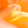 オレンジオーラの意味4選！橙色の特徴と活用方法を紹介